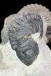 Crotalocephalina & Reedops Trilobites - (Special Price) #75775-12